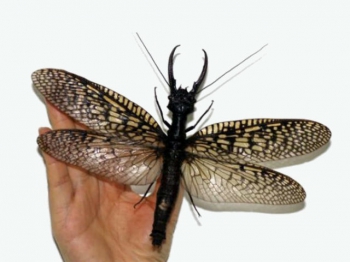 Гигантский коридалид больше ладони человеческой руки (фото Insect Museum of West China). 