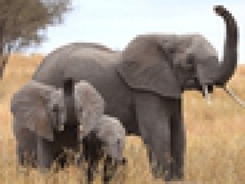 Обонятельных рецепторов у слонов в 5 раз больше, чем у человека 