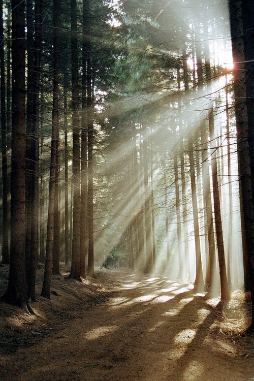 Звуки природы - Утро в лесу