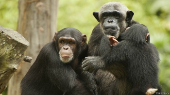 Семья шимпанзе